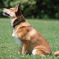 If A Dog Were Your Teacher