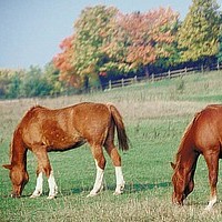 Two Horses